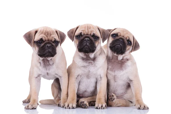 Tre söta mops valp bröder — Stockfoto