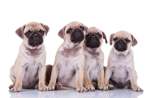 Adorabile seduto gruppo di carlini guardando verso l'alto e rendendo gli occhi cucciolo — Foto Stock