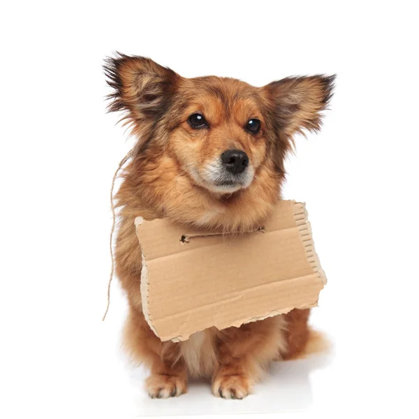 Adorável cão marrom vestindo um sinal de cartão — Fotografia de Stock