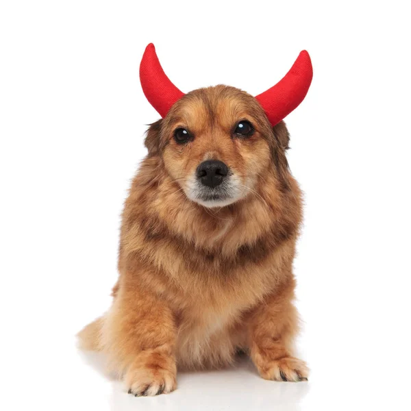 Oturmuş kahverengi metis köpek kırmızı şeytan boynuzu kafa bandı takıyor — Stok fotoğraf