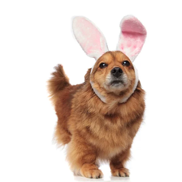 Милый возбужденный коричневый метис собака с кроличьими ушами смотрит вверх — стоковое фото
