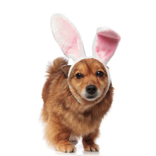 Easter brown metis dog with bunny ears looks to side — Stock Photo, Image