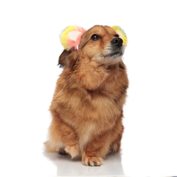 Brown dog with colorful ears headband looks up to side — Stock Photo, Image