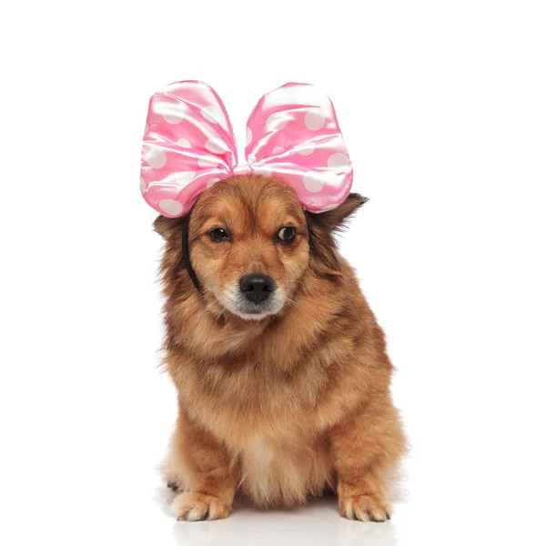 ピンクのリボンのカチューシャを身に着けている面白いメティス犬側に見える — ストック写真