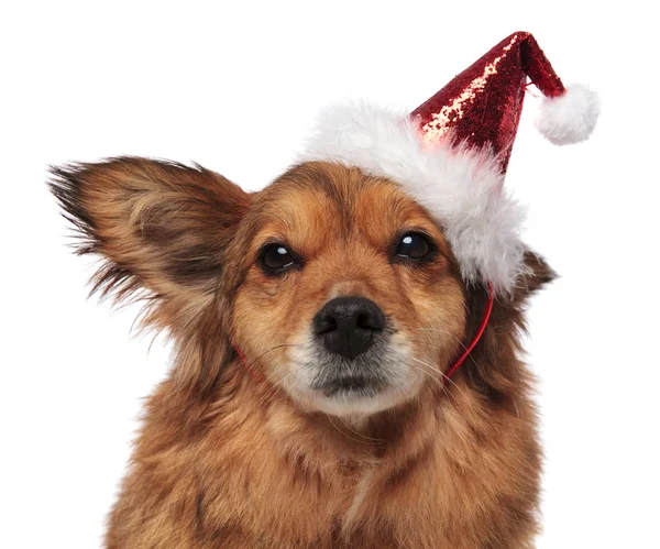 Hlava hnědá psa s santa čepici a legrační ucho — Stock fotografie