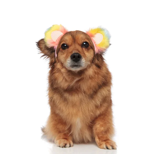 棕色梅蒂斯狗看起来滑稽与彩色耳朵头带 — 图库照片