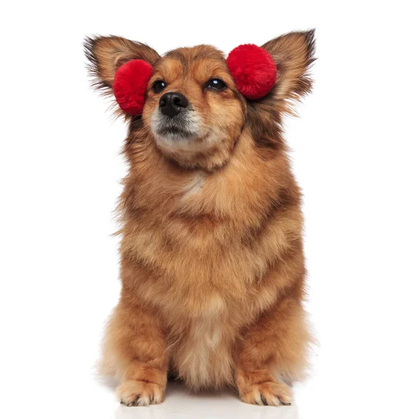 Neugieriger brauner Hund mit roten Ohrenschützern blickt zur Seite — Stockfoto