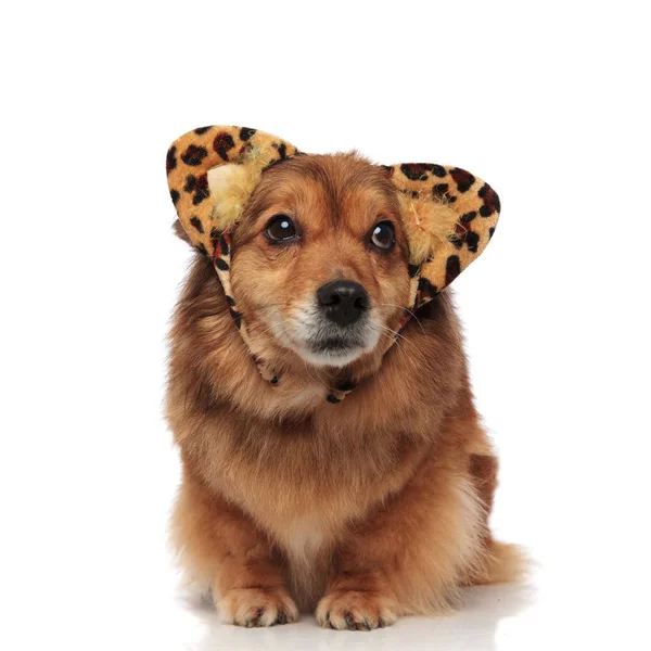 Perro curioso con orejas de animal print mira hacia arriba a un lado — Foto de Stock