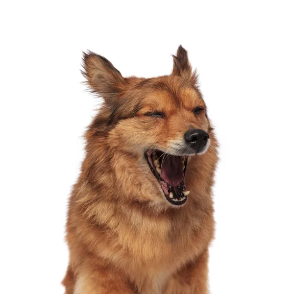Primer plano de cansado perro metis marrón bostezo —  Fotos de Stock