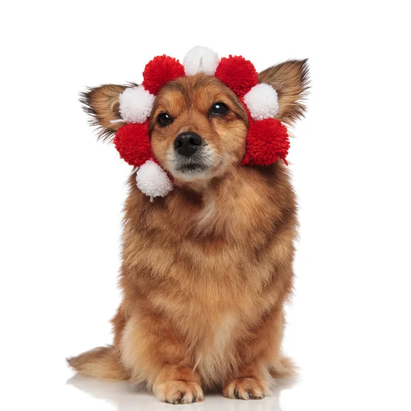 Legrační sedící metis pes s nadýchanými červeno -bílá čelenka — Stock fotografie