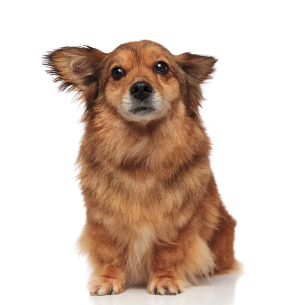 Ijedt barna metis kutya ideiglenes tákolmány nagy szemekkel — Stock Fotó