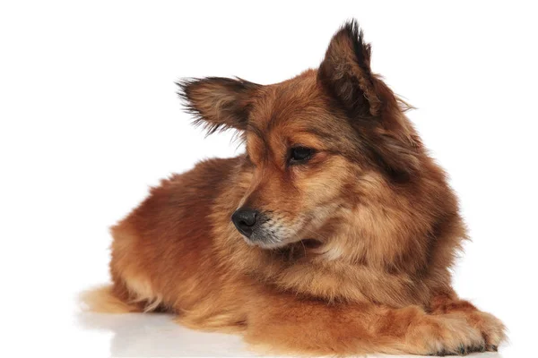 Şirin yalancı kahverengi metis görünüyor aşağı tarafına köpek — Stok fotoğraf