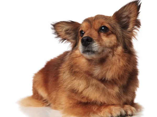 Çok güzel kahverengi metis köpek tarafına bakarak yalan — Stok fotoğraf