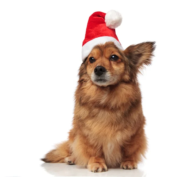 Adorável cão marrom com santa cap olha para o lado — Fotografia de Stock