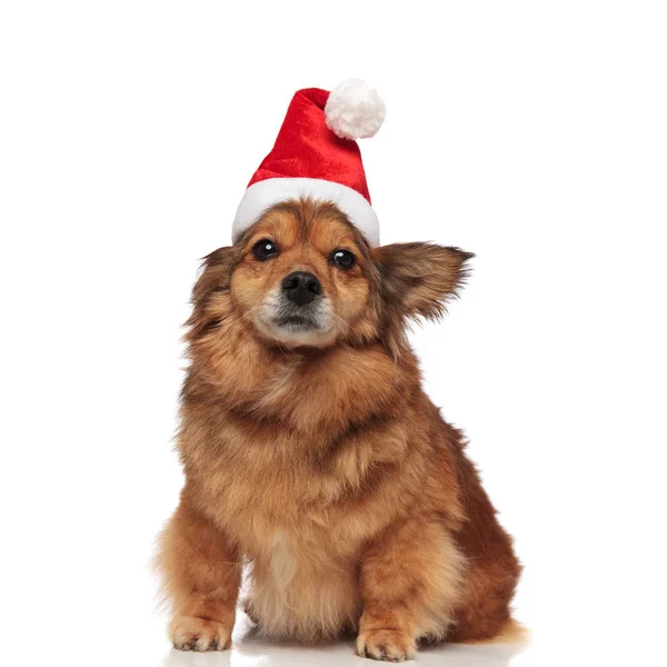 Seated brown dog with christmas hat covering one ear — Stock Photo, Image