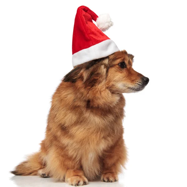 Curioso perro con sombrero de Navidad busca regalos a un lado —  Fotos de Stock