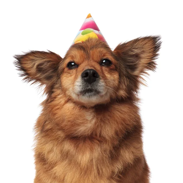 Närbild på brun lurviga hunden med födelsedag hatt — Stockfoto