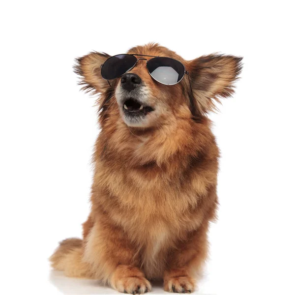 Surprised brown dog with sunglasses looks up to side — Stock Photo, Image