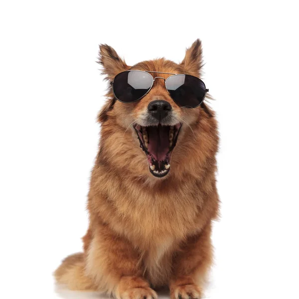 Engraçado marrom metis cão com óculos de sol rindo com a boca aberta — Fotografia de Stock