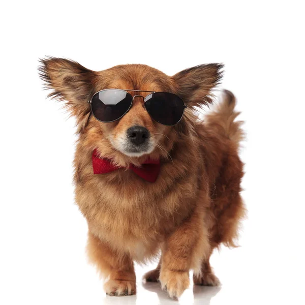 Elegante perro marrón con gafas de sol y bowtie rojo paso —  Fotos de Stock