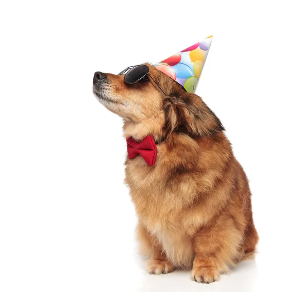 Stylish dog with sunglasses looking for its birthday treat — Stock Photo, Image