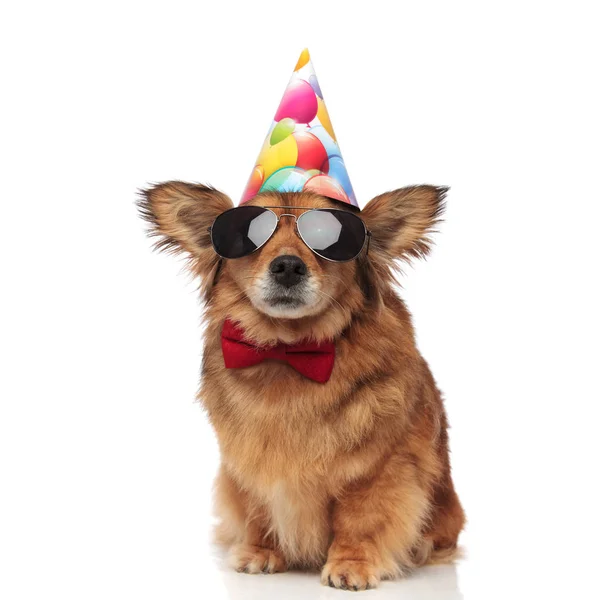 Vicces barna kutya, piros értékesíti és napszemüveg ünnepli rózs — Stock Fotó