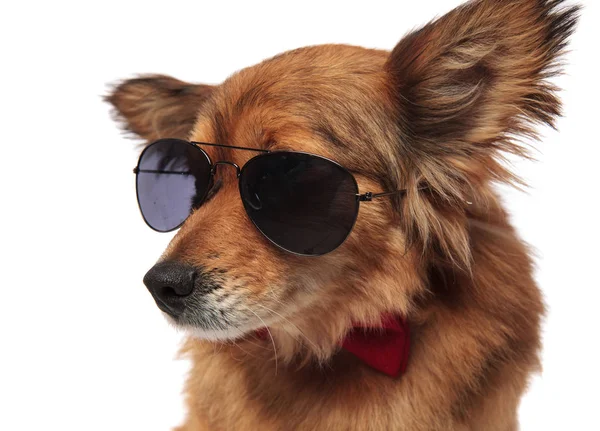 Nahaufnahme eines braunen Hundes mit Sonnenbrille und roter Fliege — Stockfoto