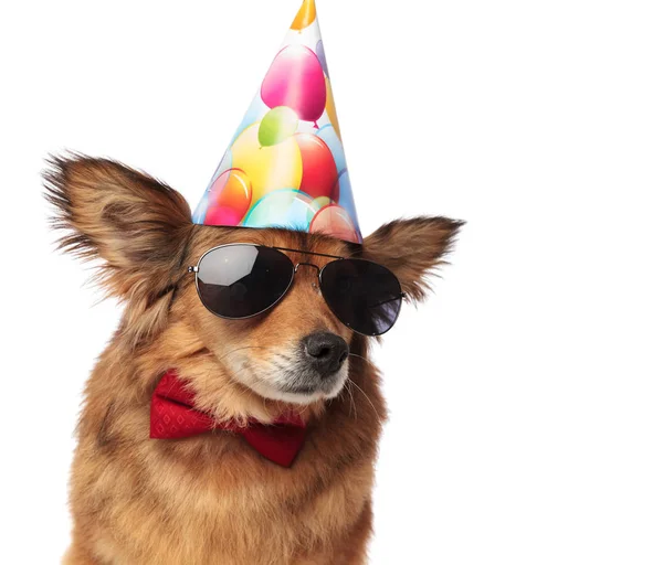 Primo piano di fresco cane di classe pronto per la festa di compleanno — Foto Stock