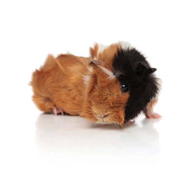 Adorable black and brown guinea pig looking to side — Stock Photo, Image