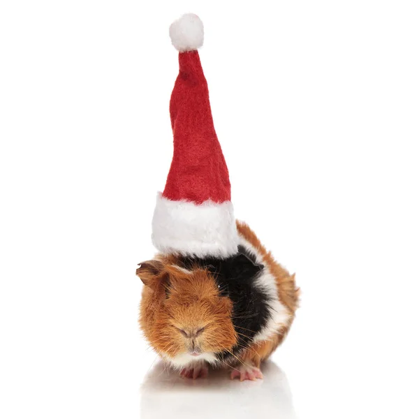 Mignon cobaye noir et brun avec casquette de Père Noël — Photo