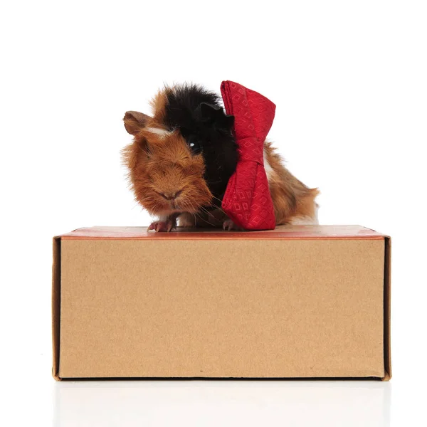 Stylish guinea pig with red bowtie siting on wooden box — Stock Photo, Image