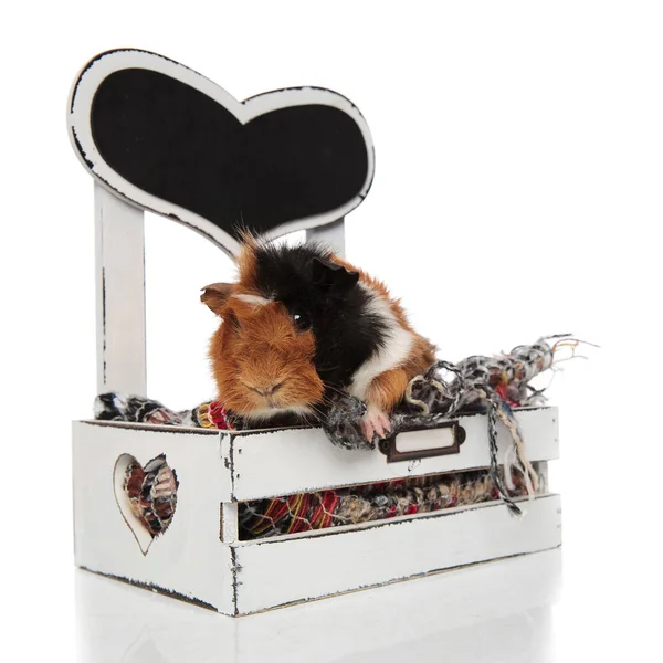 可爱的豚鼠躺在木床上, 爪子挂着 — 图库照片