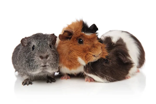 Three lovely guinea pigs playing — Stock Photo, Image