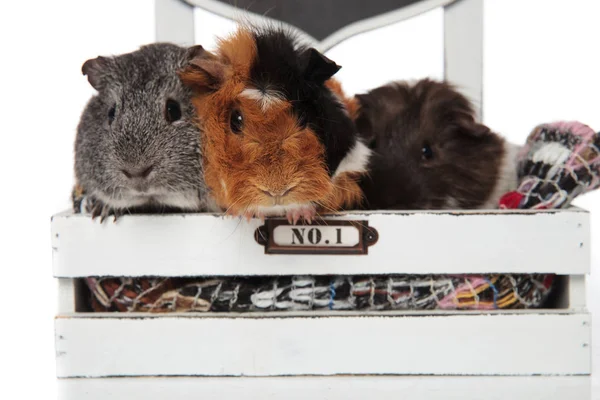 Nahaufnahme von lustigem Meerschweinchen-Team im Holzbett — Stockfoto