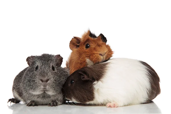 Funny guinea pig friends playing together — Stock Photo, Image