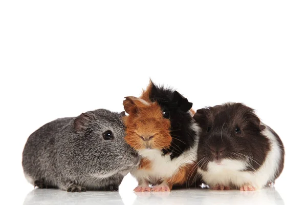 Three cute guinea pigs looking in different sides — Stock Photo, Image