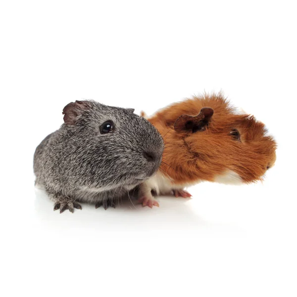 Curious guinea pig couple looking to side — Stock Photo, Image