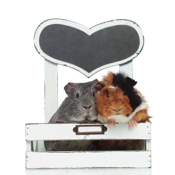 Cute guinea pig couple relaxing in a small crib — Stock Photo, Image