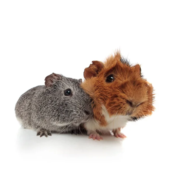Two cute furry guinea pig sitting — Stock Photo, Image