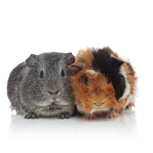 Two lovely grey and brown with black guinea pigs — Stock Photo, Image