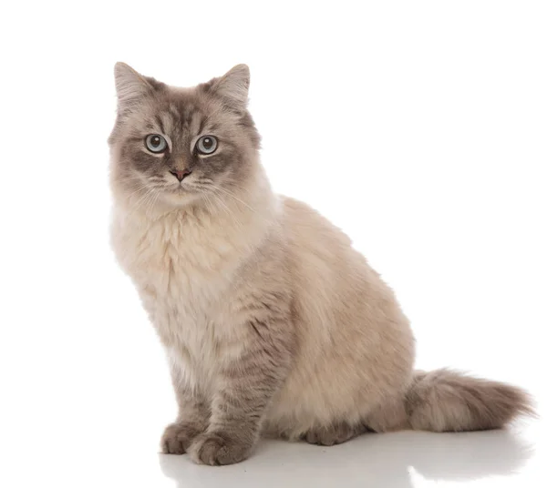Ihana harmaa kissa vaaleansinisillä silmillä istuu — kuvapankkivalokuva