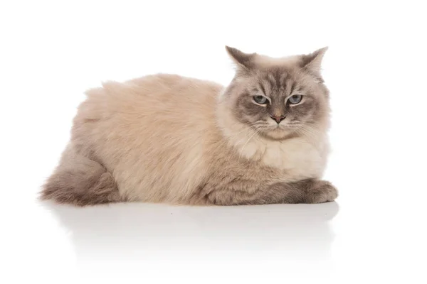 누워 귀여운 회색 고양이의 모습 — 스톡 사진