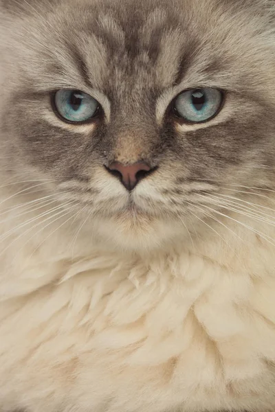 灰色の猫の頭側に青い目 — ストック写真