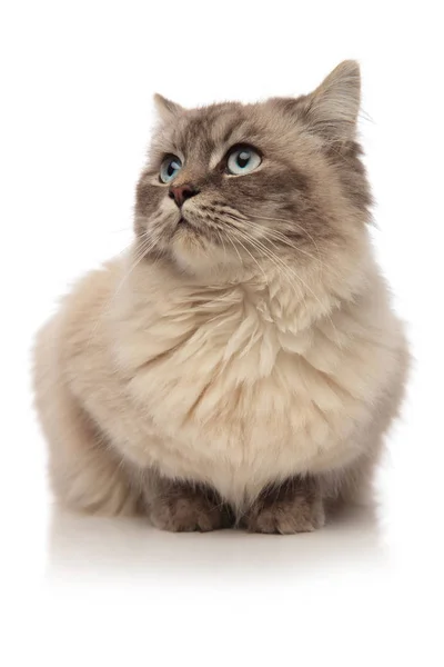 Huşu içinde yan yatan gri kürklü kedi görünüyor — Stok fotoğraf