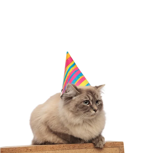 Чарівний кіт на день народження лежить на дерев'яній коробці чекає свого торта — стокове фото