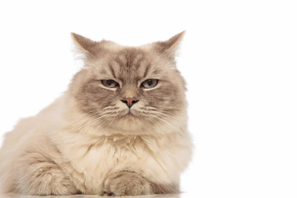 Mavi gözlü yalan komik sıkılmış Gri kedi — Stok fotoğraf