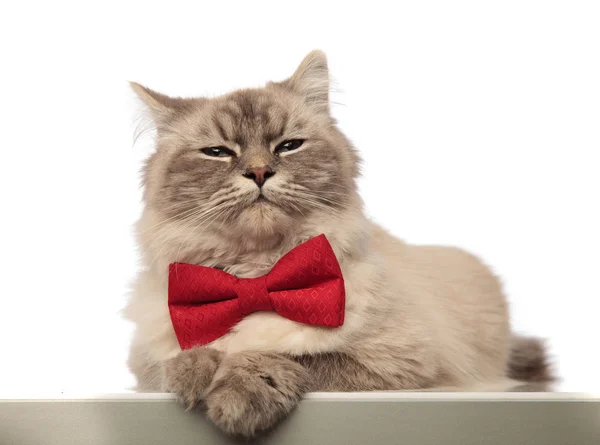 Çok güzel Gri kedi kırmızı papyon giyiyor şık seyir — Stok fotoğraf