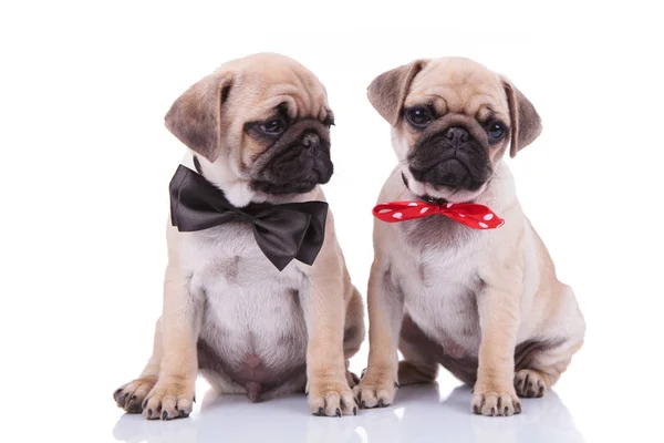 Classy seated pug couple wearing adorable bowties Stock Picture