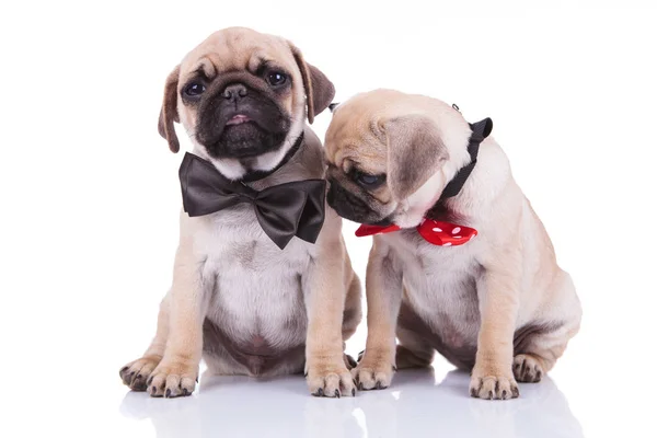 Two little sad adorable pug puppies with bowties Stock Image