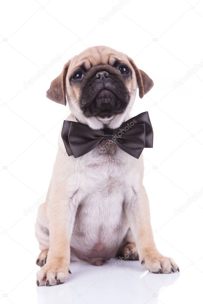 stylish little pug wearing a black bowtie